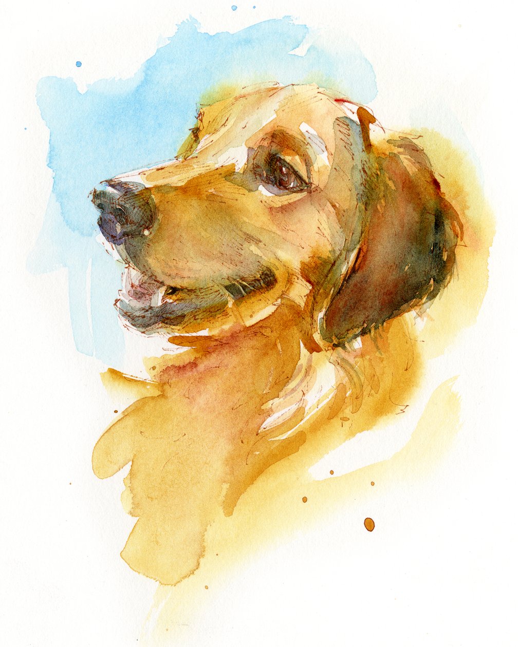 Golden Retriever, 2017, (suluboya) by John Keeling