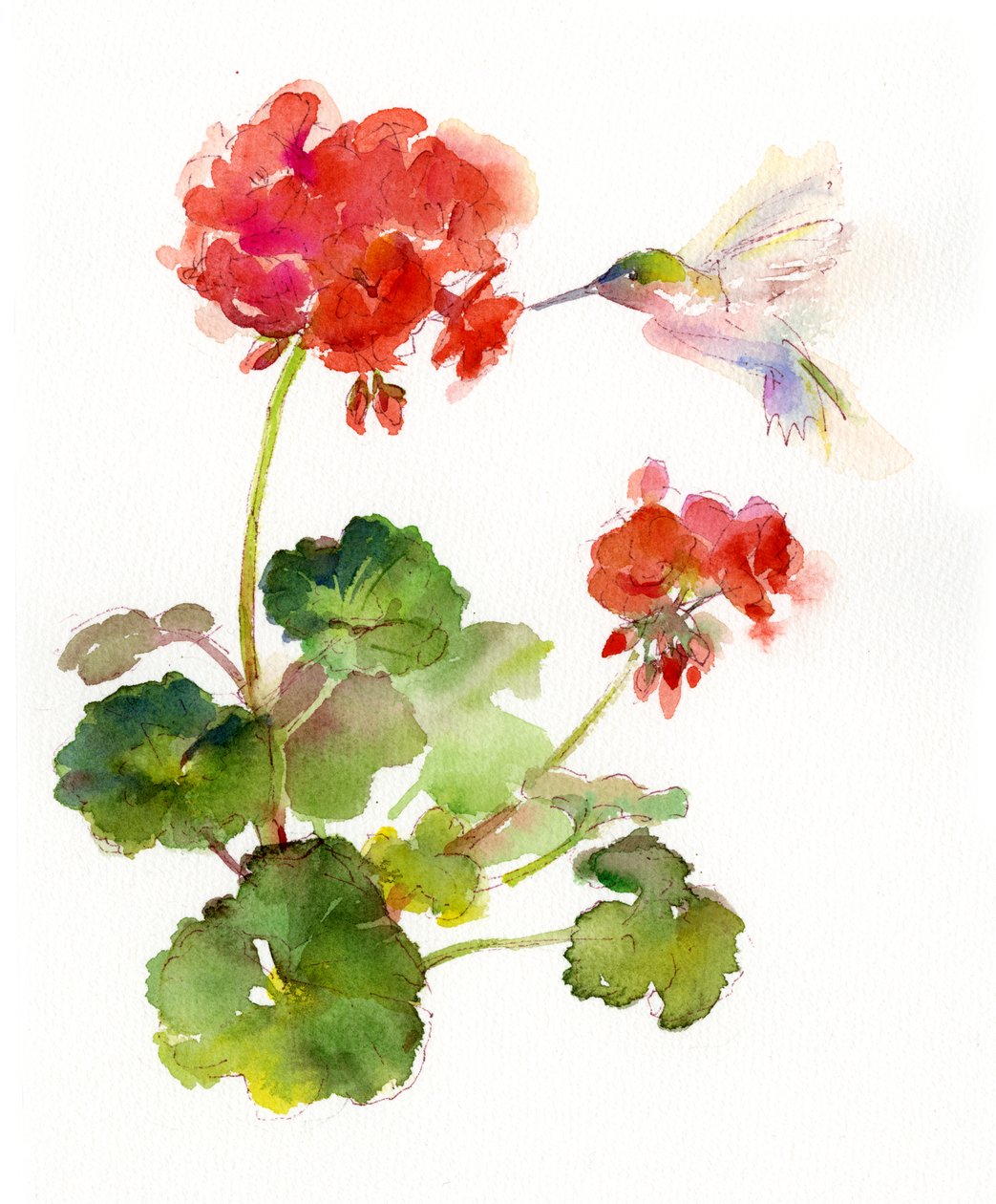 Sardunyalı Sinekkuşu, 2015, (suluboya) by John Keeling