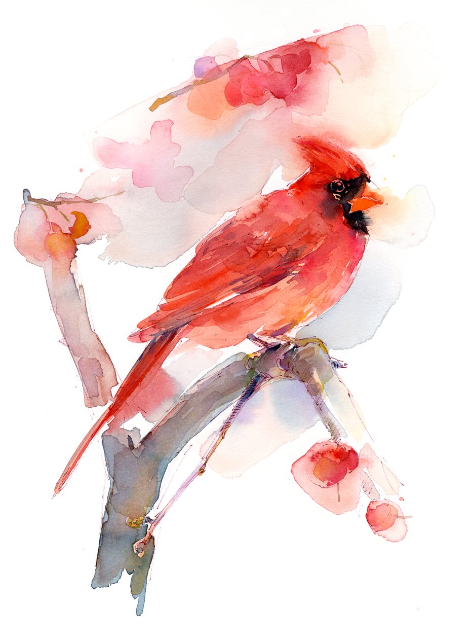 Kırmızı kardinal, 2016, (suluboya) by John Keeling