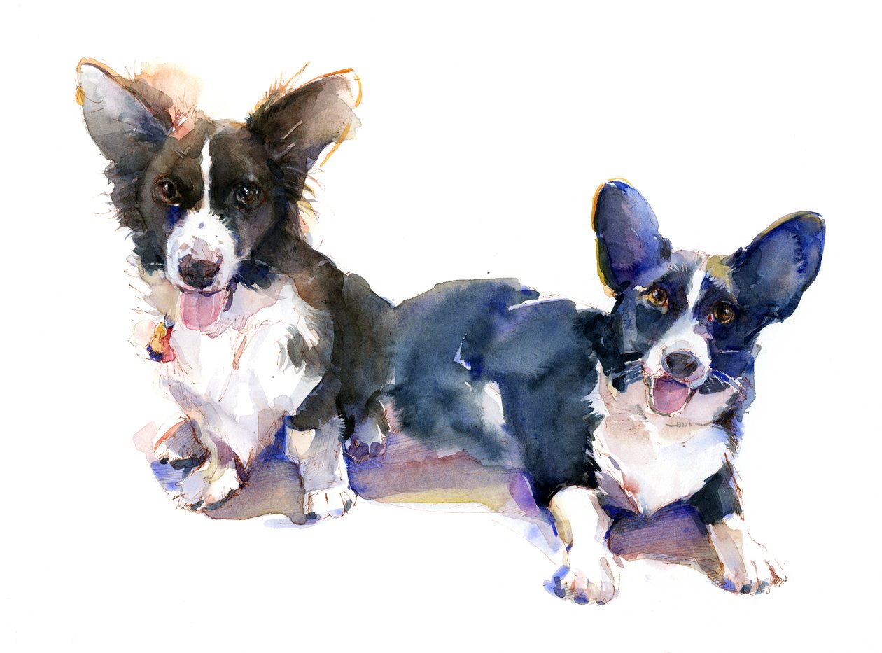 İki Corgis, 2015, (suluboya) by John Keeling