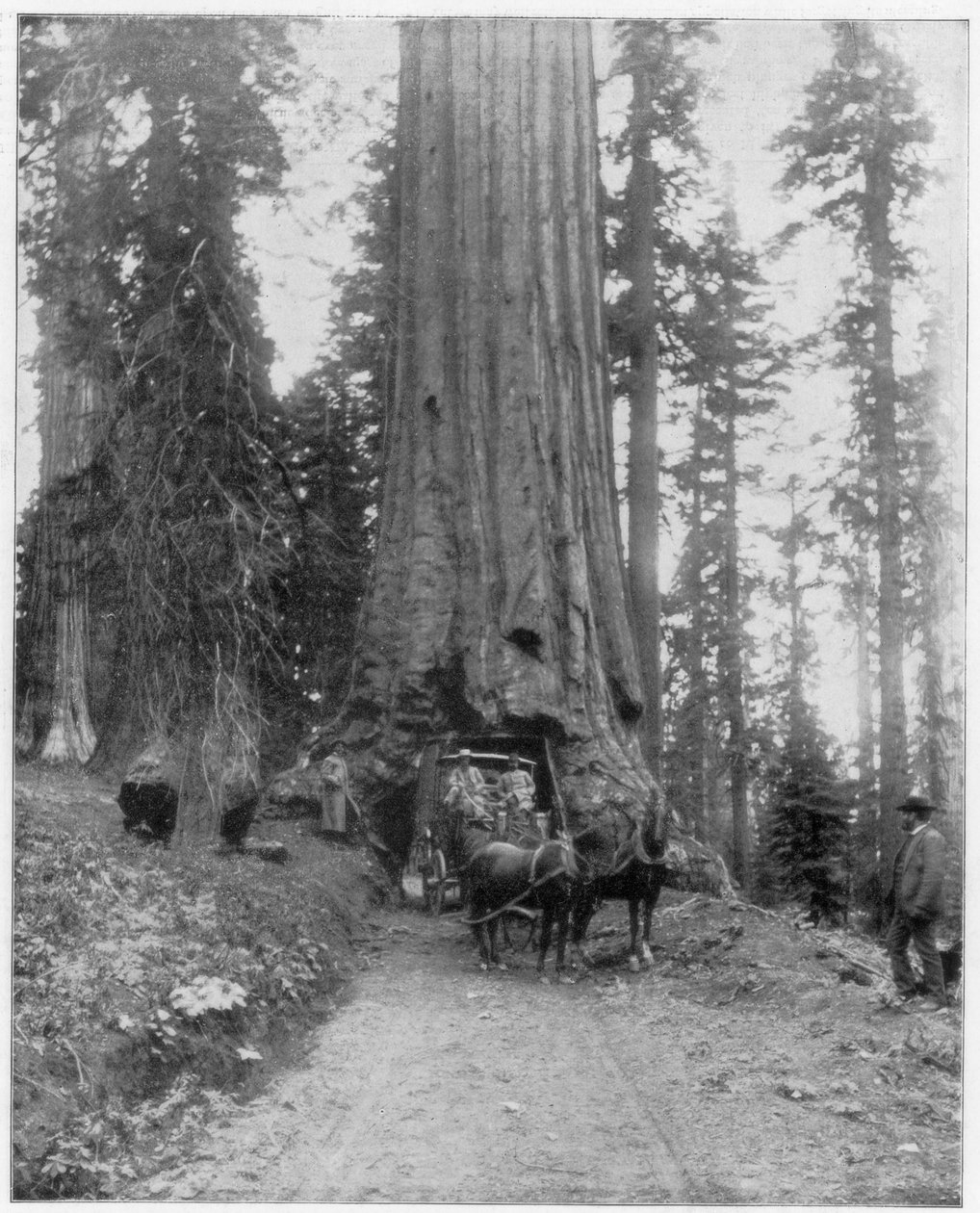 Dev bir Sequoia