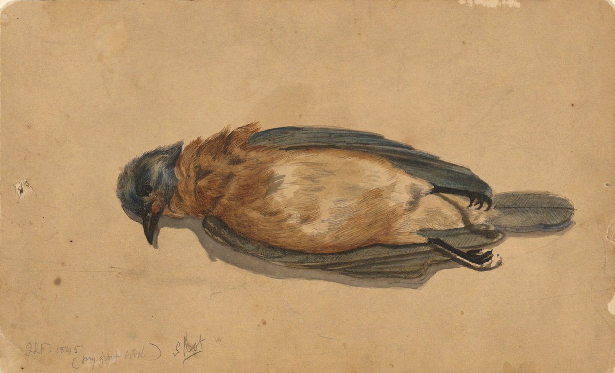 ölü kuş by John La Farge