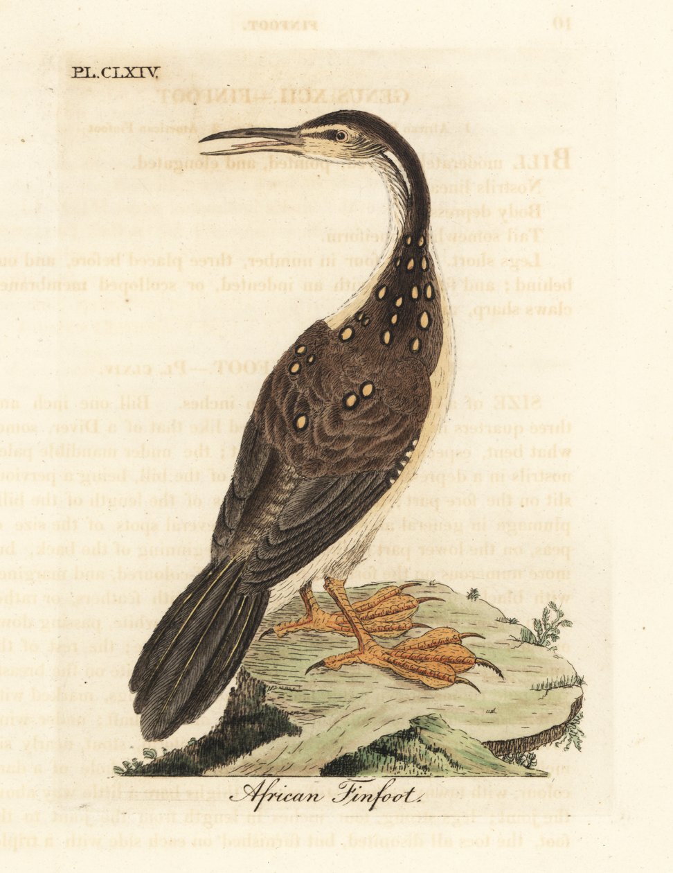 Afrika yüzgeçayak, Podica senegalensis. John Latham tarafından kendi A General History of Birds, Winchester