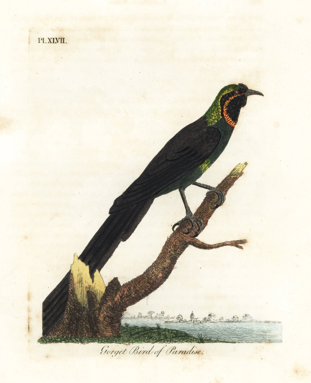 Arfak astrapia, Astrapia nigra (Gorget cennet kuşu, Paradisea gularis). John Latham tarafından kendi A General History of Birds, Winchester