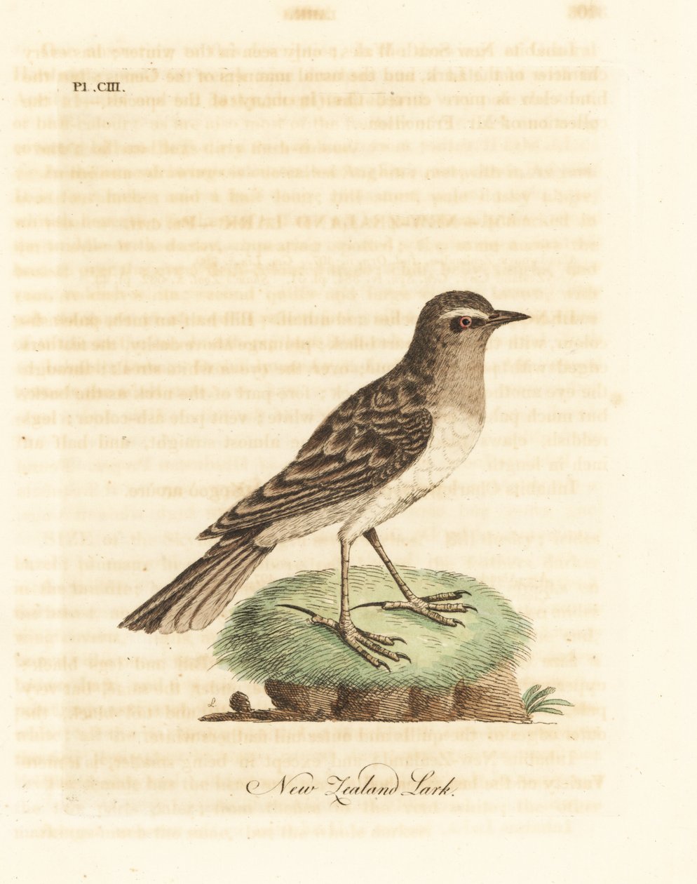 Avustralasyalı incir, Anthus novaeseelandiae (Yeni Zelanda tarla kuşu, Alauda novae zealandiae). John Latham tarafından kendi A General History of Birds, Winchester