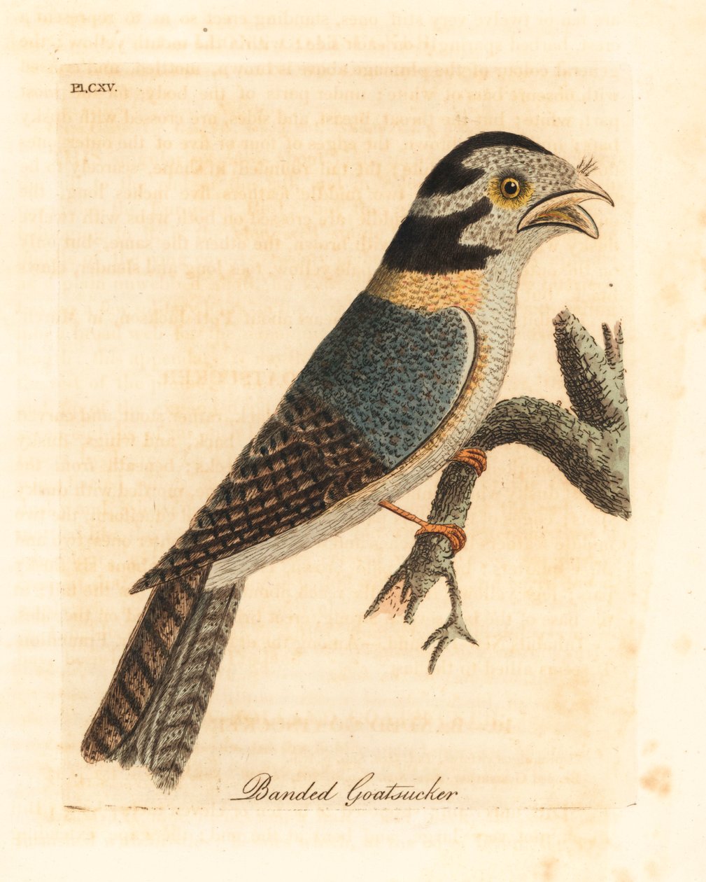 Avustralya baykuş gece kuşu, Aegotheles cristatus veya alaca kurbağa ağzı, Podargus strigoides? (Bantlı keçi keçisi, Caprimulgus vittatus.) John Latham tarafından kendi A General History of Birds, Winchester