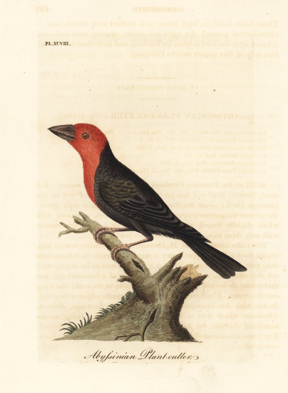 Kara gagalı barbet, Lybius guifsobalito (Habeş bitkisi, Loxia tridactyla). John Latham tarafından kendi A General History of Birds, Winchester