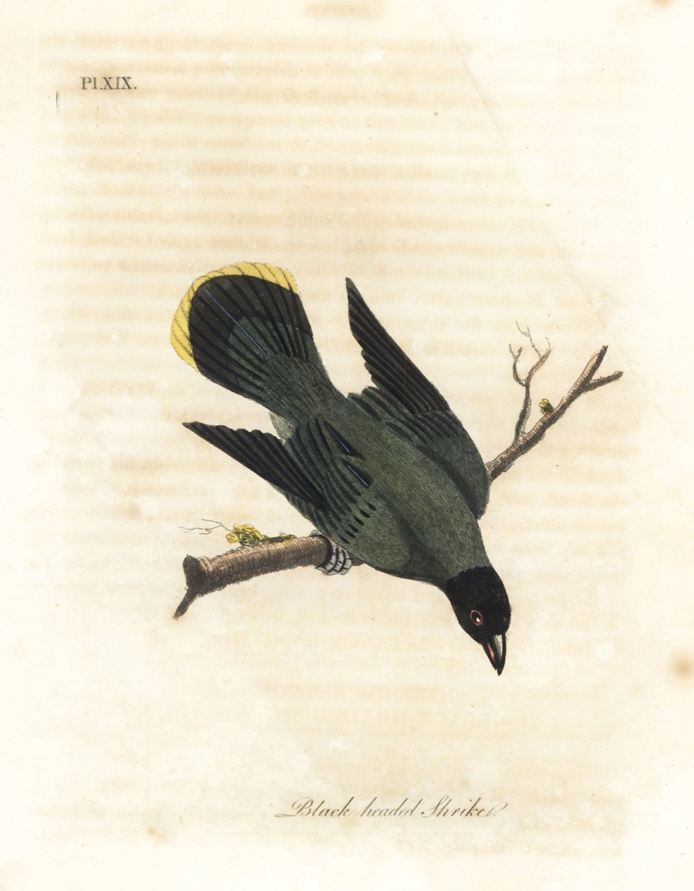 Kara başlı bülbül, Pycnonotus atriceps (Kara başlı örümcek kuşu, Lanius melanocephalus). Latham