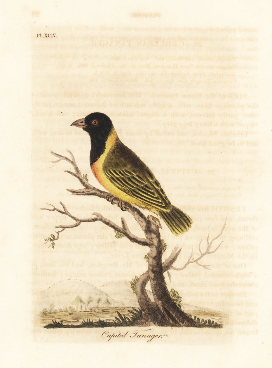 Siyah başlı sarı yakalı dokumacı, Ploceus melanocephalus Capitalis (Capital tanager, Tanagra Capitalis). John Latham tarafından kendi A General History of Birds, Winchester