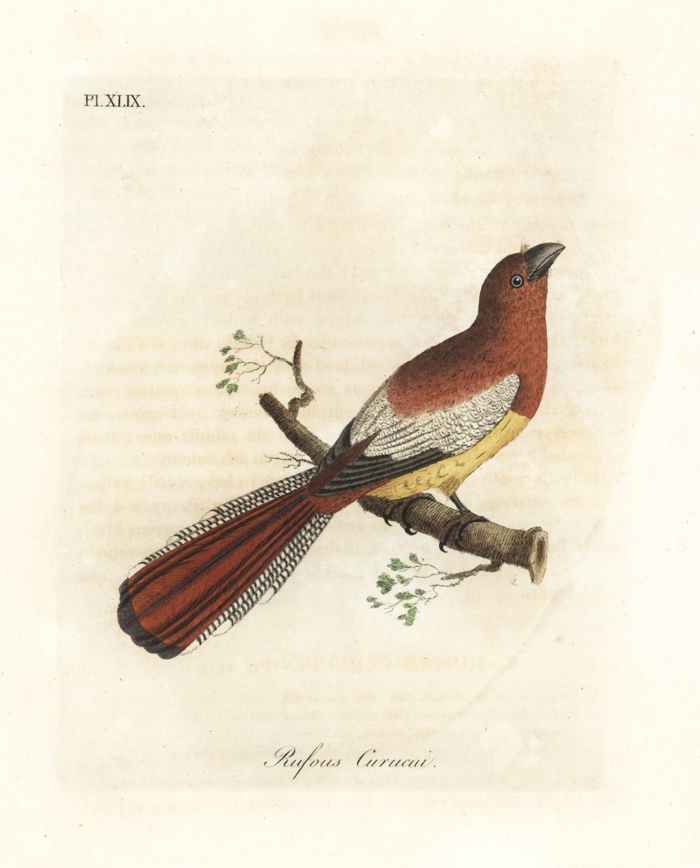 Kara boğazlı trogon, Trogon rufus, dişi (Rufous curucui, Trogon rufus). Martinet