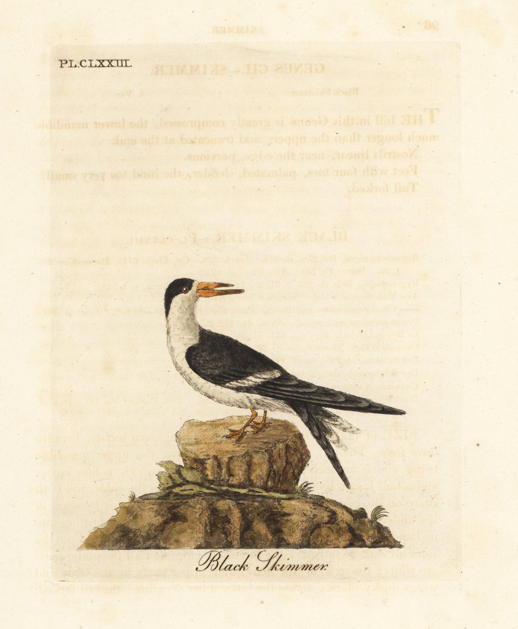 Kara sıyırıcı, Rynchops niger (Rhynchops nigra). John Latham tarafından kendi A General History of Birds, Winchester