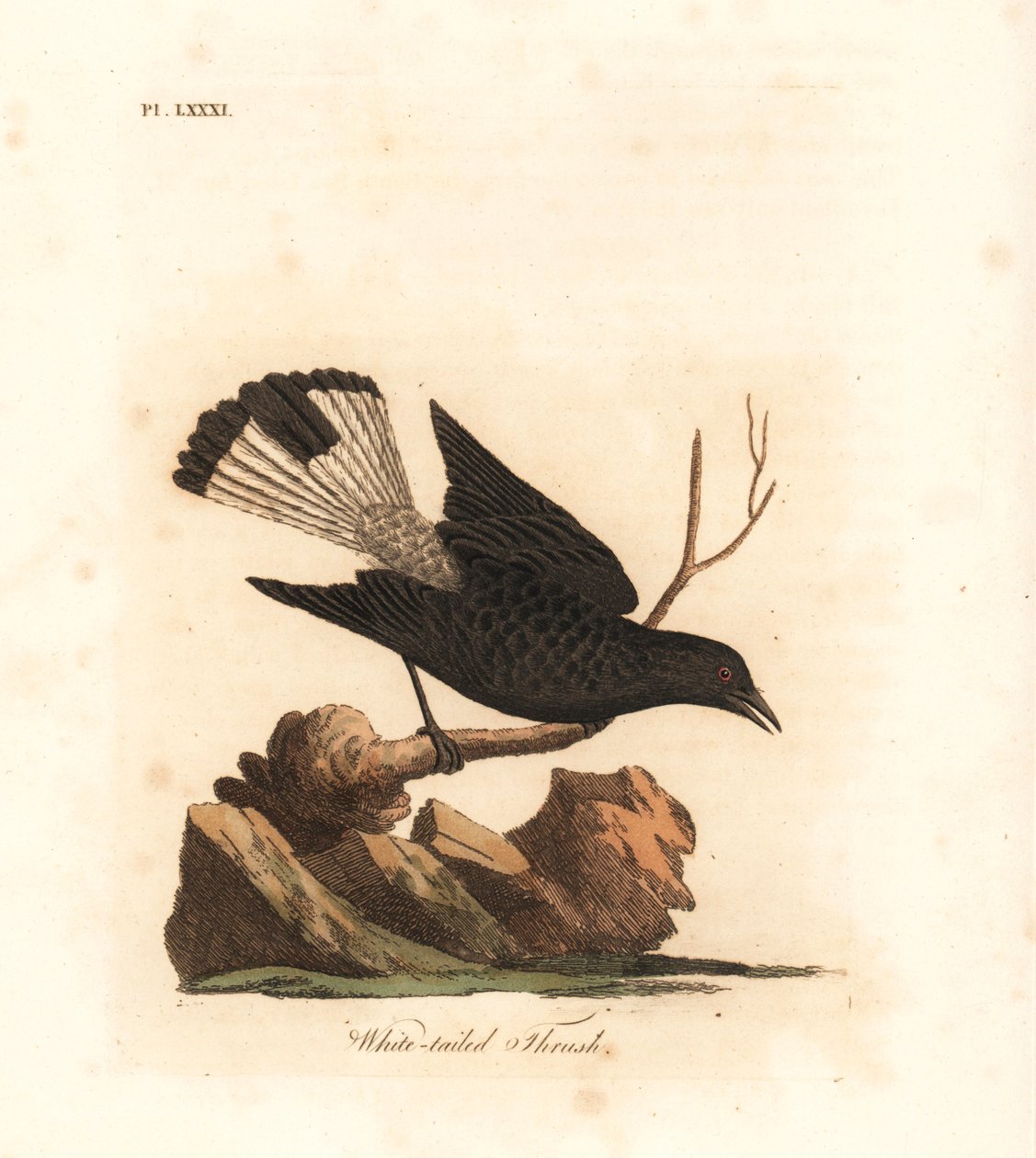 Kara başak, Oenanthe leucura (Beyaz kuyruklu pamukçuk, Turdus leucurus). John Latham tarafından kendi A General History of Birds, Winchester