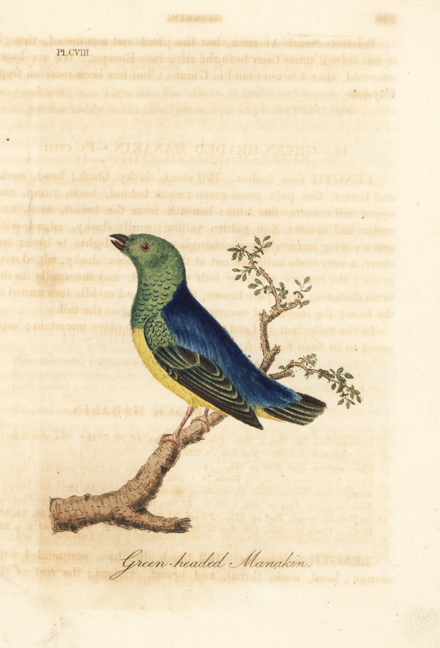 Mavi enseli klorofoni, Chlorophonia cyanea (Yeşil başlı manakin, Güney Amerika