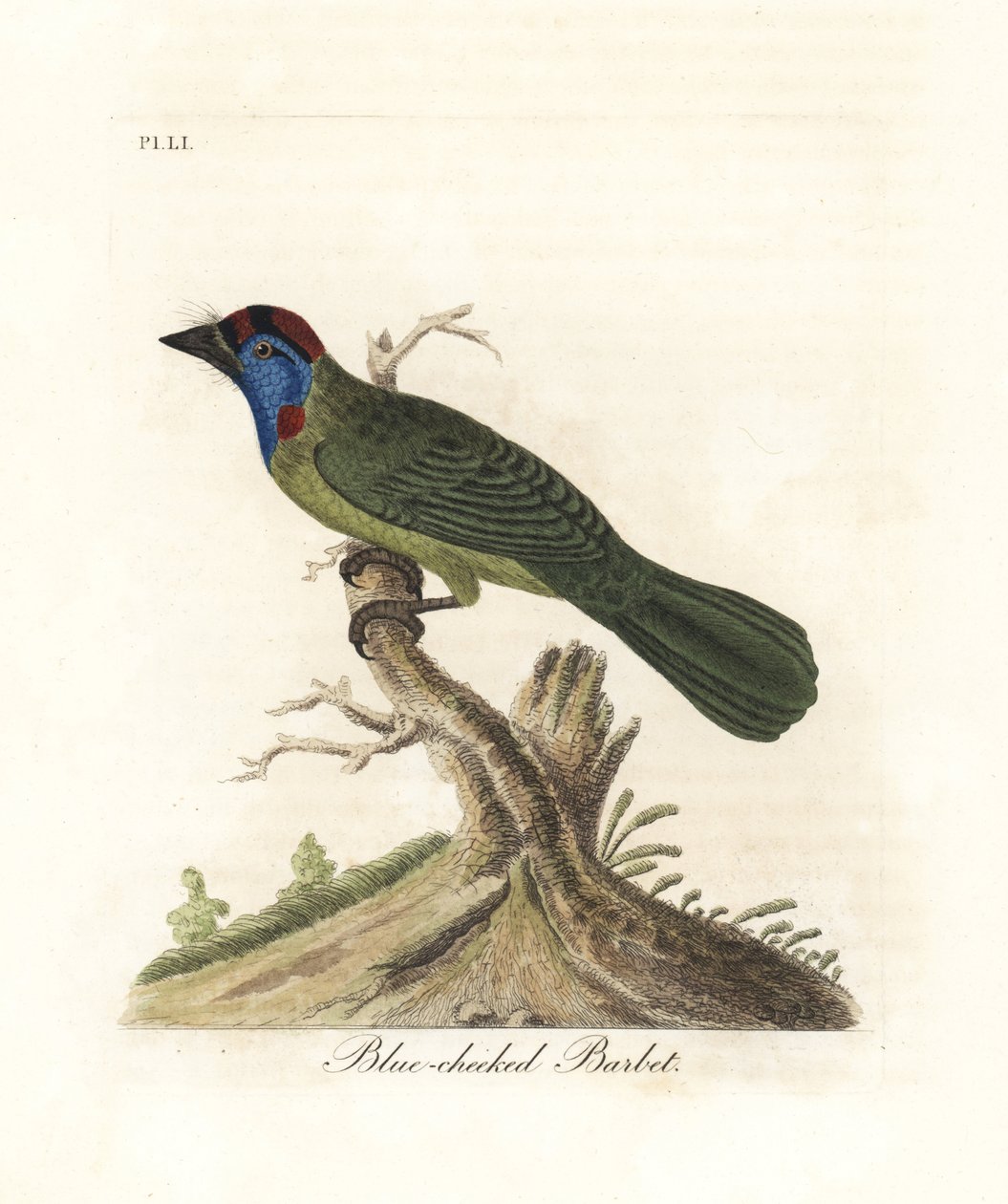 Mavi boğazlı veya dağ barbeti, Psilopogon asiaticus. (Mavi yanaklı barbet, Trogon asiaticus). John Latham tarafından kendi A General History of Birds, Winchester