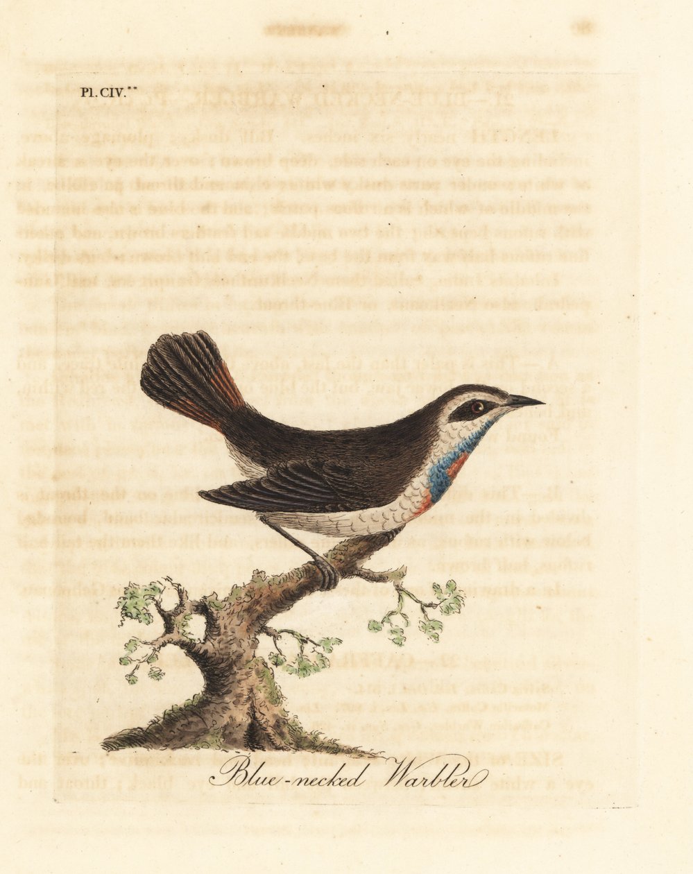 Bluethroat, Luscinia svecica (Mavi boyunlu ötleğen, Hindistan