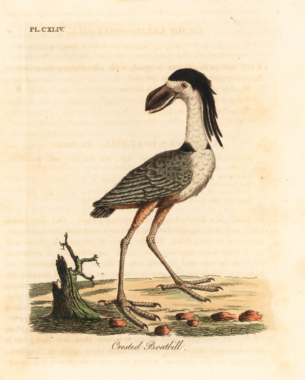Tekne gagalı balıkçıl, Cochlearius cochlearius (tepeli tekne gagası veya cinereous tekne gagası, Cancroma cochlearia). John Latham tarafından kendi A General History of Birds, Winchester