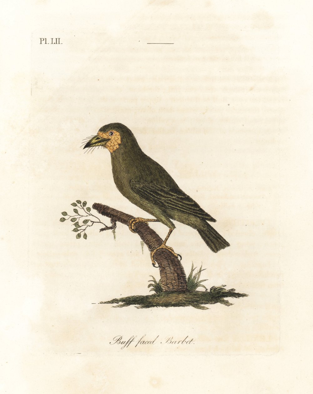 Kahverengi başlı barbet, Megalaima zeylanica? (Buff suratlı barbet, Bucco lathami). British Museum