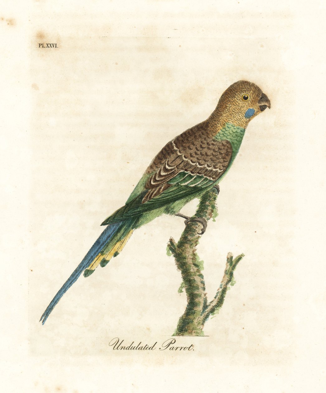 Muhabbet kuşu, Melopsittacus undulatus (Dalgalı papağan, Psittacus undulatus). John Latham tarafından kendi A General History of Birds, Winchester