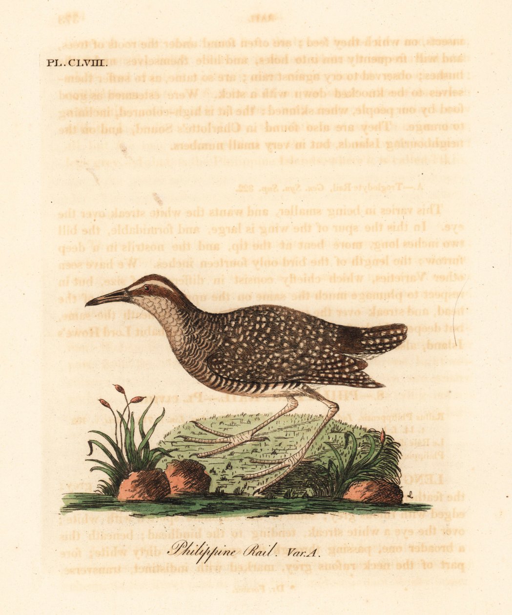Buff-bantlı ray, Gallirallus philippensis (Filipin rayı, Rallus philippensis). John Latham tarafından kendi A General History of Birds, Winchester