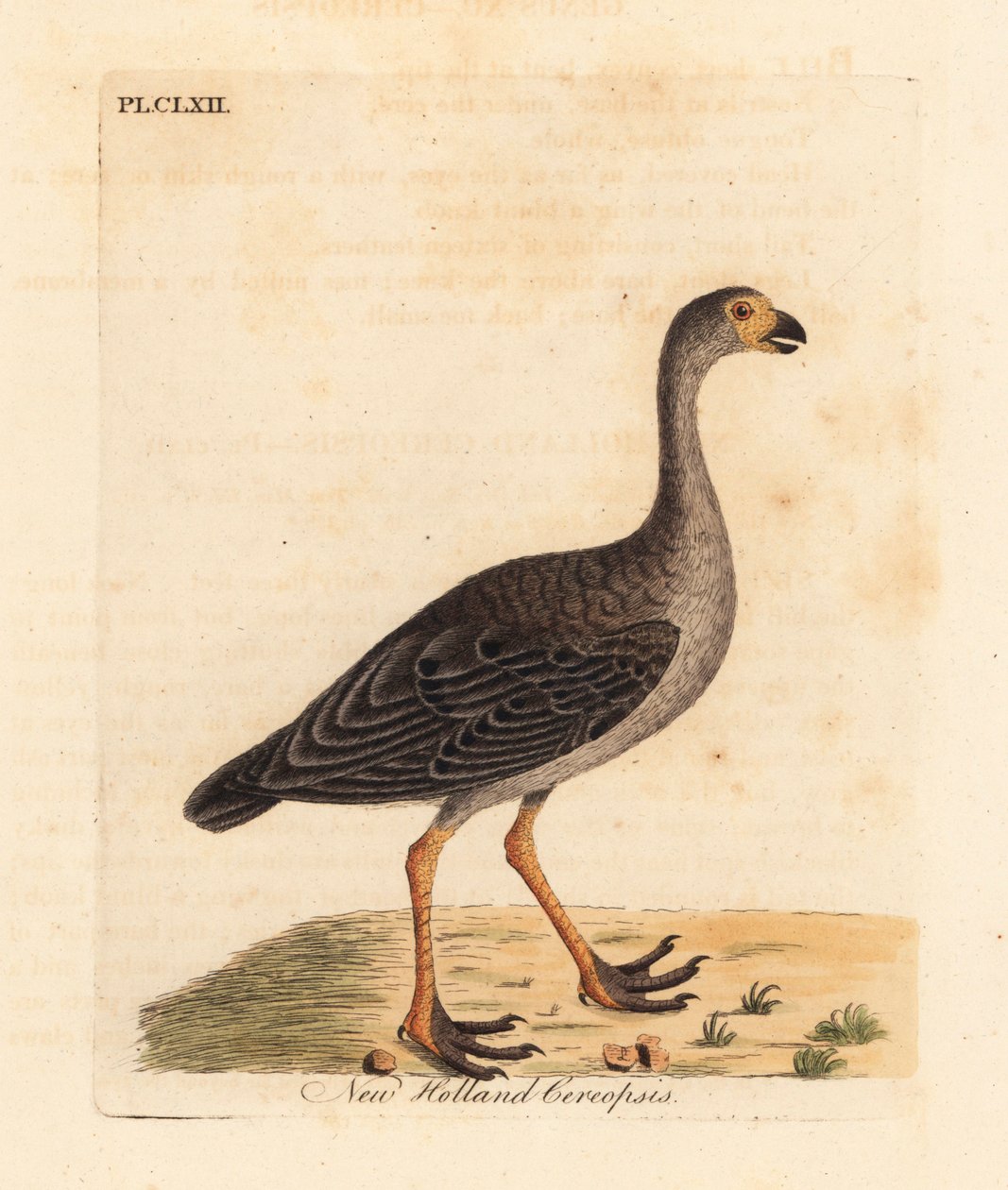 Çorak Cape kaz, Cereopsis novae hollandiae (New Holland cereopsis). John Latham tarafından kendi A General History of Birds, Winchester