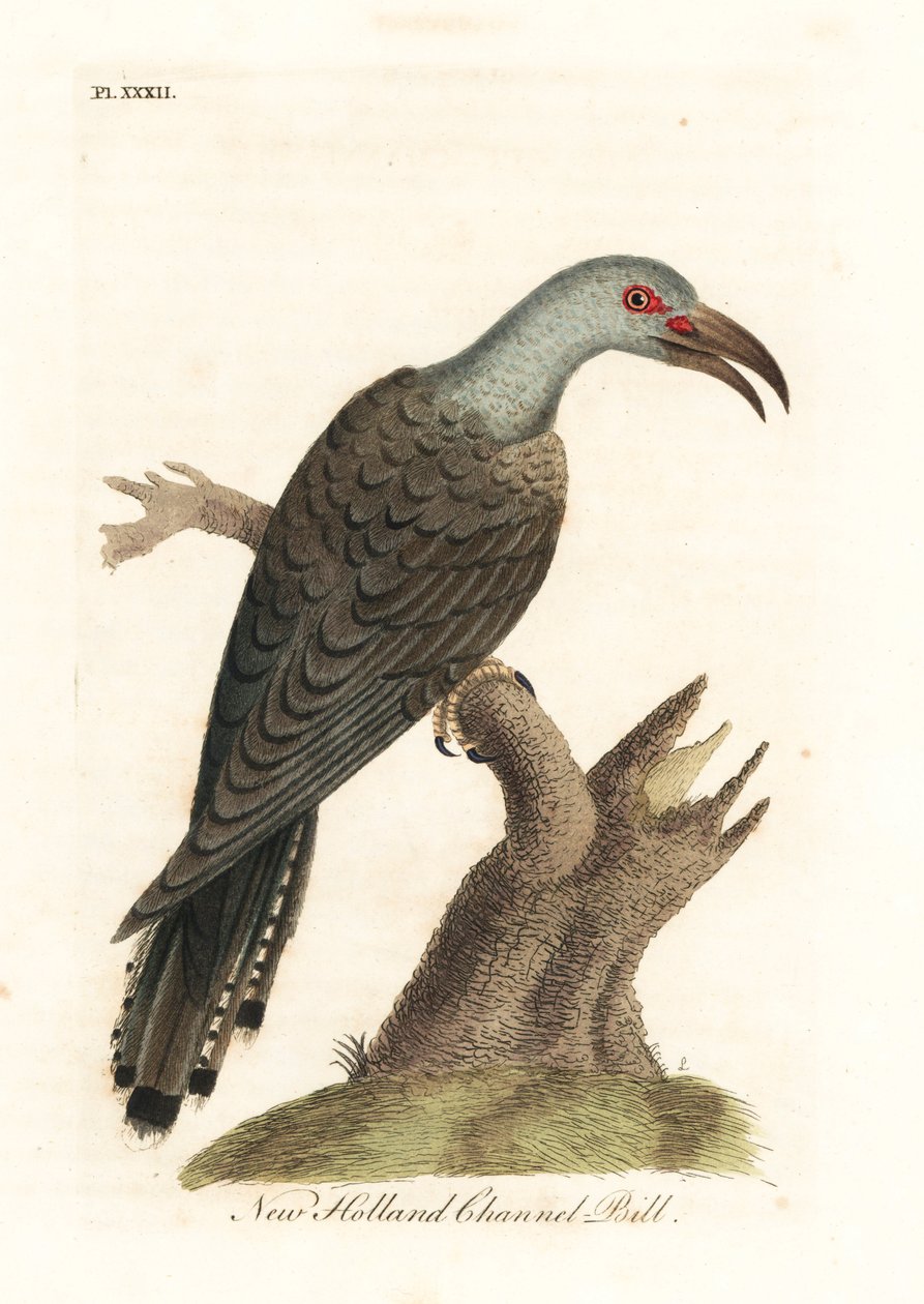 Kanal gagalı guguk kuşu, Scythrops novaehollandiae (Avustralya kanal faturası, Psittaceous hornbill). John Latham tarafından kendi A General History of Birds, Winchester