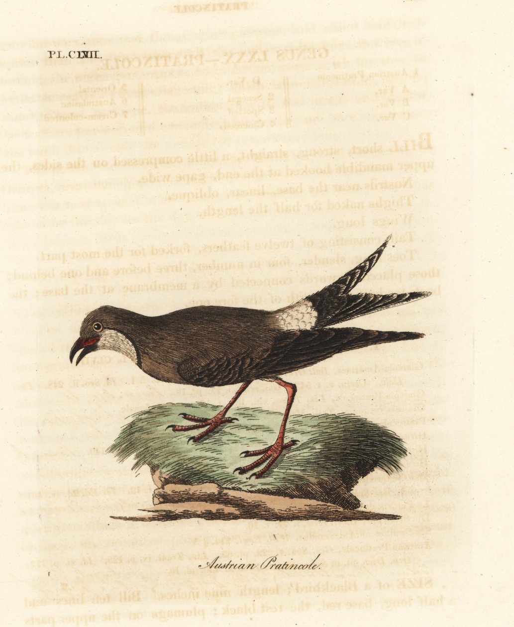 Yakalı pratincole, Glareola pratincola (Avusturya pratincole, Glareola austriaea). John Latham tarafından kendi A General History of Birds, Winchester