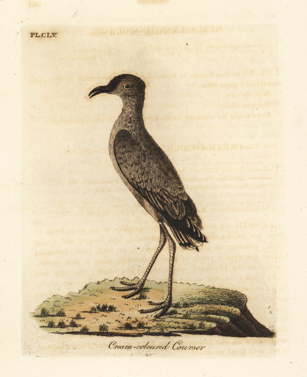 Krem renkli kursör, Cursorius imleç (Cursorius europaeus). John Latham tarafından kendi A General History of Birds, Winchester
