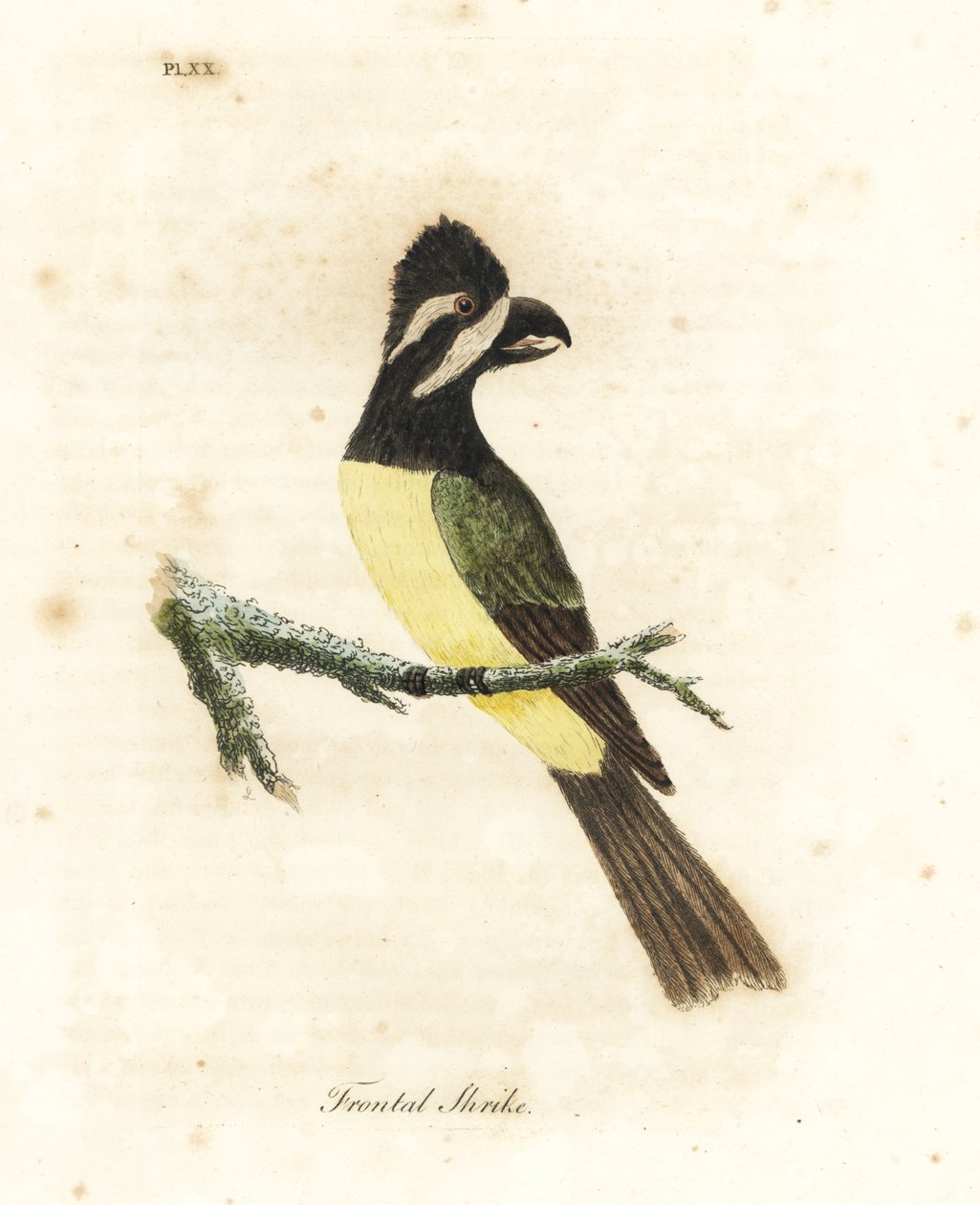 Tepeli shrikepetit, Falcunculus frontatus (Ön örümcek kuşu, Lanius frontatus). John Latham tarafından kendi A General History of Birds, Winchester