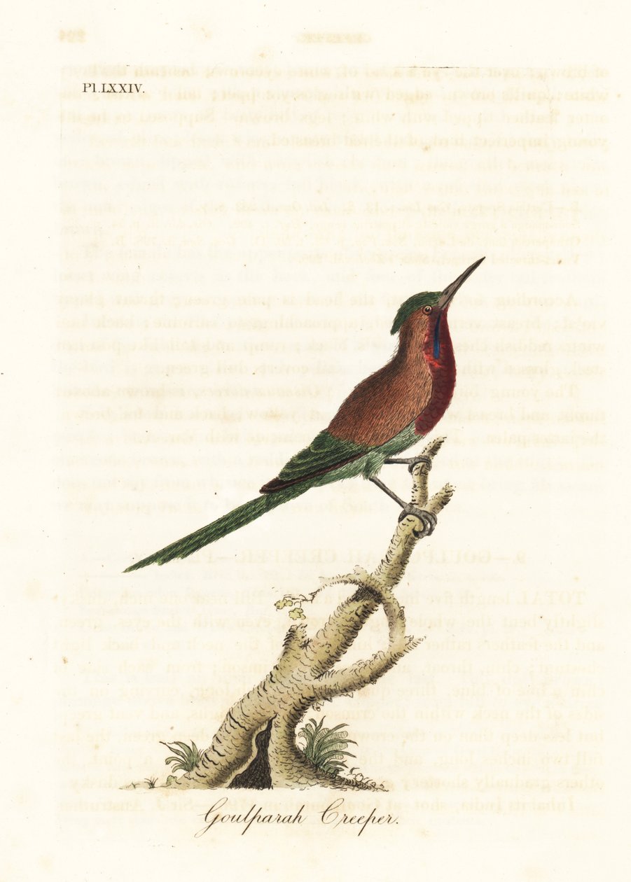 Kızıl güneş kuşu, Aethopyga siparaja seheriae (Goulpourah sarmaşığı). John Latham tarafından kendi A General History of Birds, Winchester