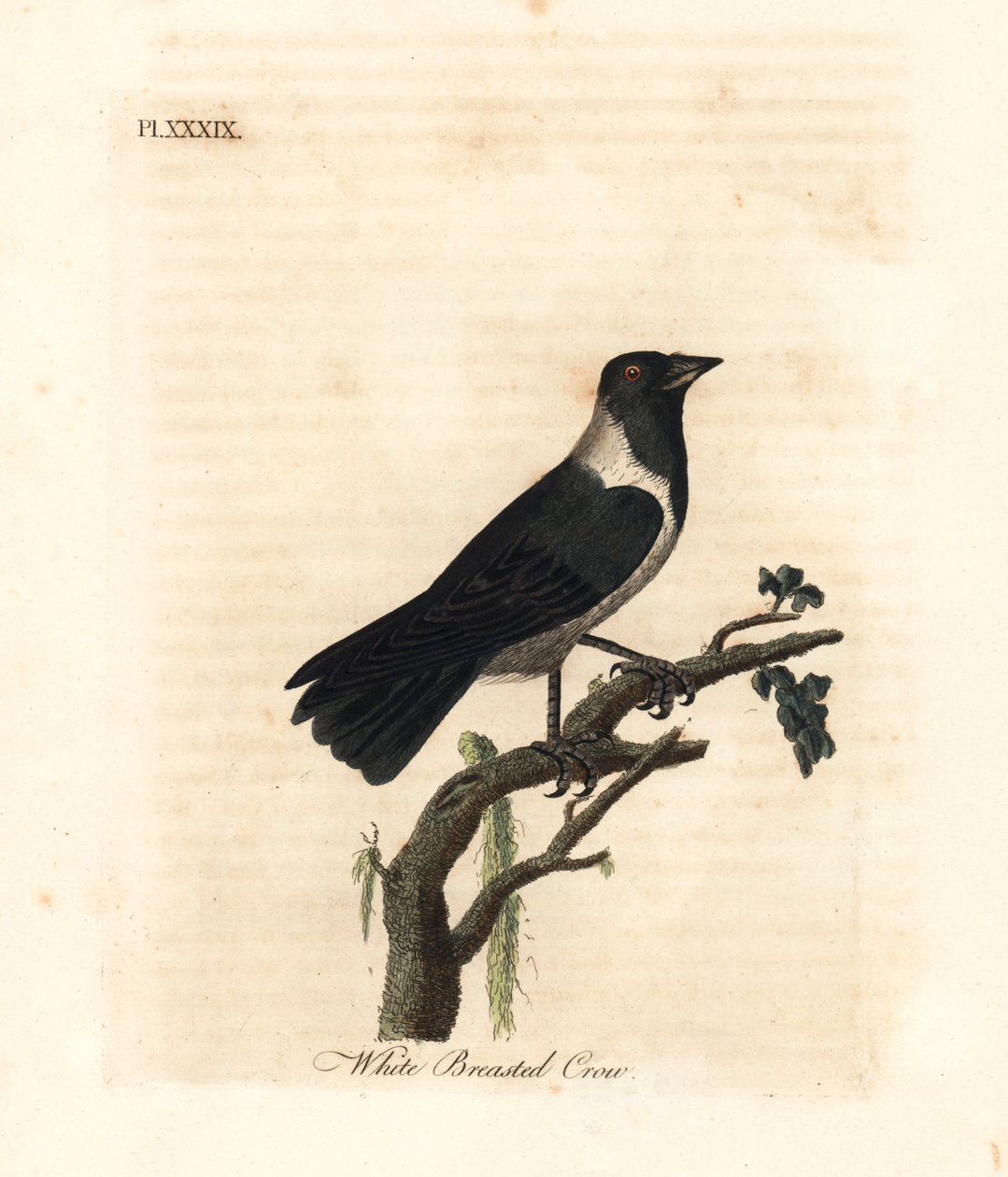 Daurian küçük karga, Corvus dauuricus (Beyaz göğüslü karga, Corvus dauricus). John Latham tarafından kendi A General History of Birds, Winchester