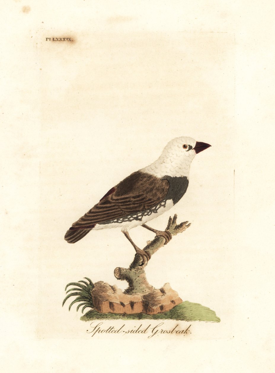 Elmas ateşkuyruğu, Stagonopleura guttata (Benekli grosbeak, Fringilla leucocephala). John Latham tarafından kendi A General History of Birds, Winchester