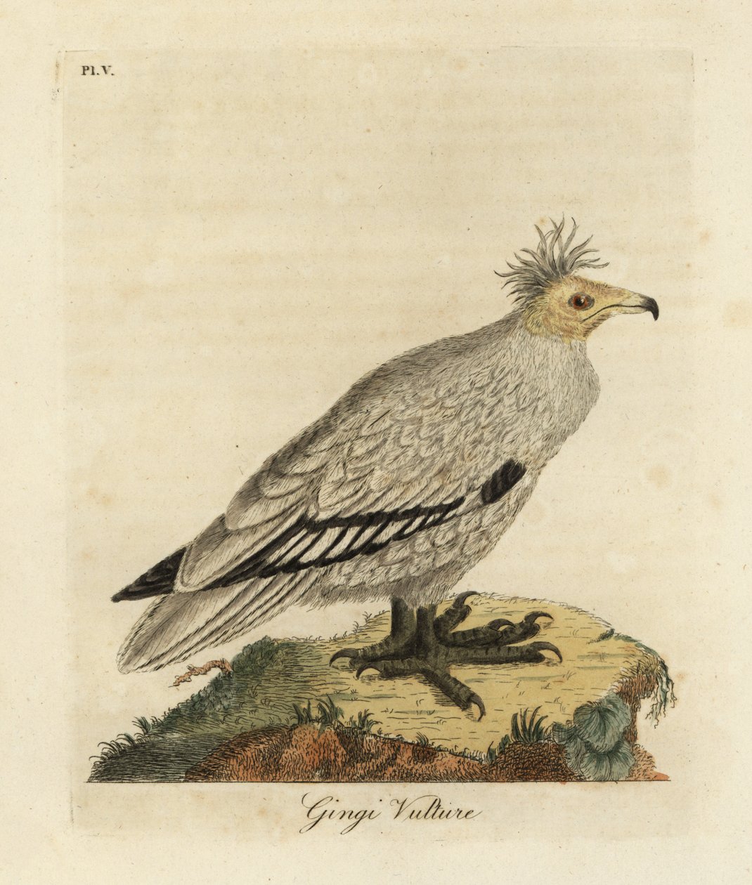 Mısır Akbabası, Neophron percnopterus ginginianus.1824 (gravür) by John Latham