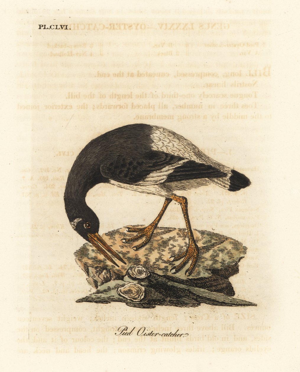 Avrasya veya ayak istiridye avcısı, Haematopus ostralegus. John Latham tarafından kendi A General History of Birds, Winchester