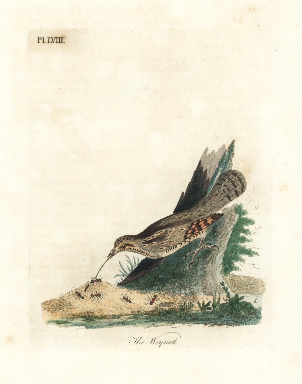 Avrasya boğazı, Jynx torquilla (Junx torquilla). John Latham tarafından kendi A General History of Birds, Winchester
