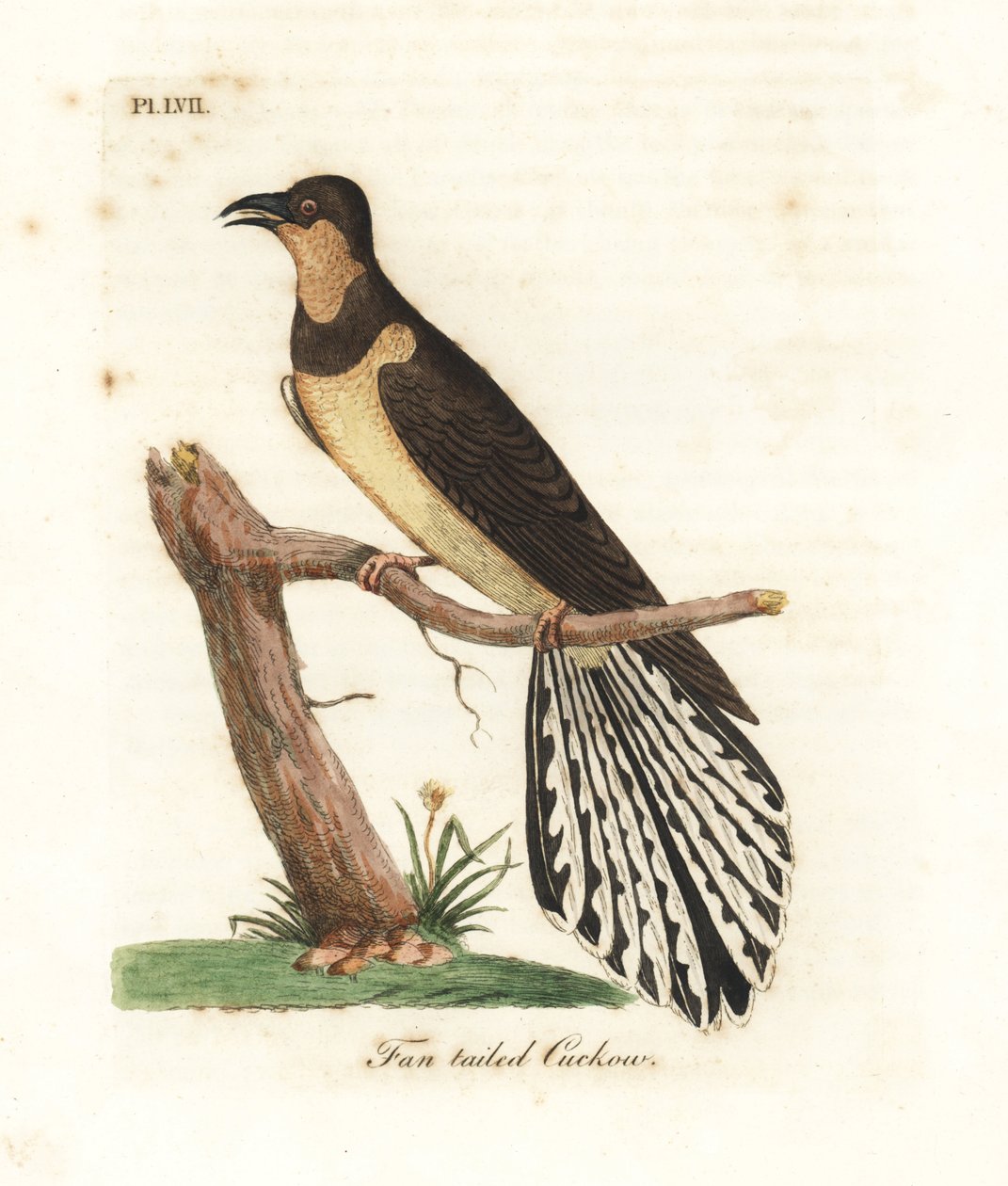 Yelpaze kuyruklu guguk kuşu, Cacomantis flabelliformis (Fan kuyruklu guguk kuşu, Cuculus flabelliformis). John Latham tarafından kendi A General History of Birds, Winchester