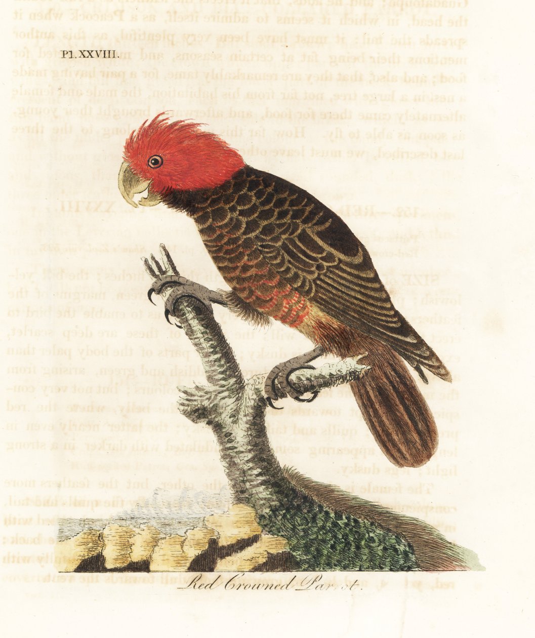 Çete çetesi kakadu, Callocephalon fimbriatum (Kızıl taçlı papağan, Psittacus galeatus). John Latham tarafından kendi A General History of Birds, Winchester