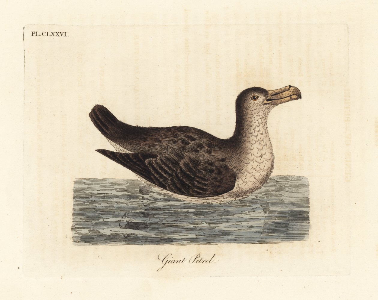 Dev kuş, Macronectes giganteus (Precellaria gigantea olarak, Procellaria gigantea için hata). John Latham tarafından kendi A General History of Birds, Winchester