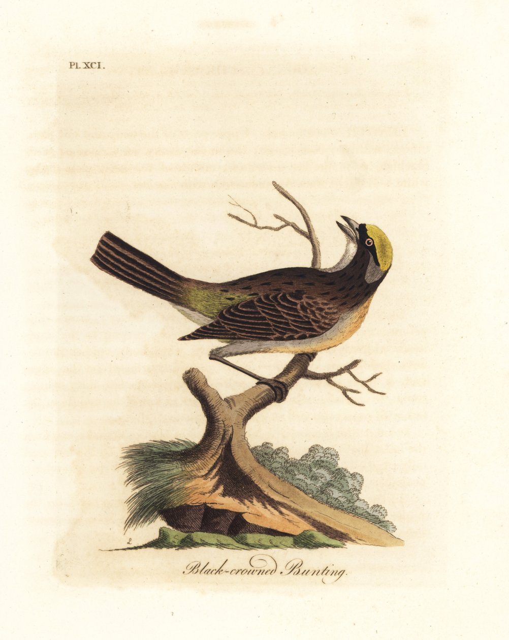 Altın taçlı serçe, Zonotrichia atricapilla (Siyah taçlı kiraz kuşu, Emberiza atricapilla). John Latham tarafından kendi A General History of Birds, Winchester