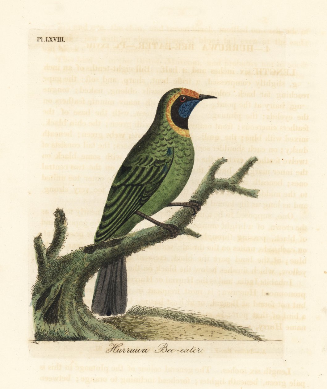 Altın önlü yaprak kuşu, Chloropsis aurifrons. (Hurruwa arı kuşu, Hindistan.) John Latham tarafından kendi A General History of Birds, Winchester