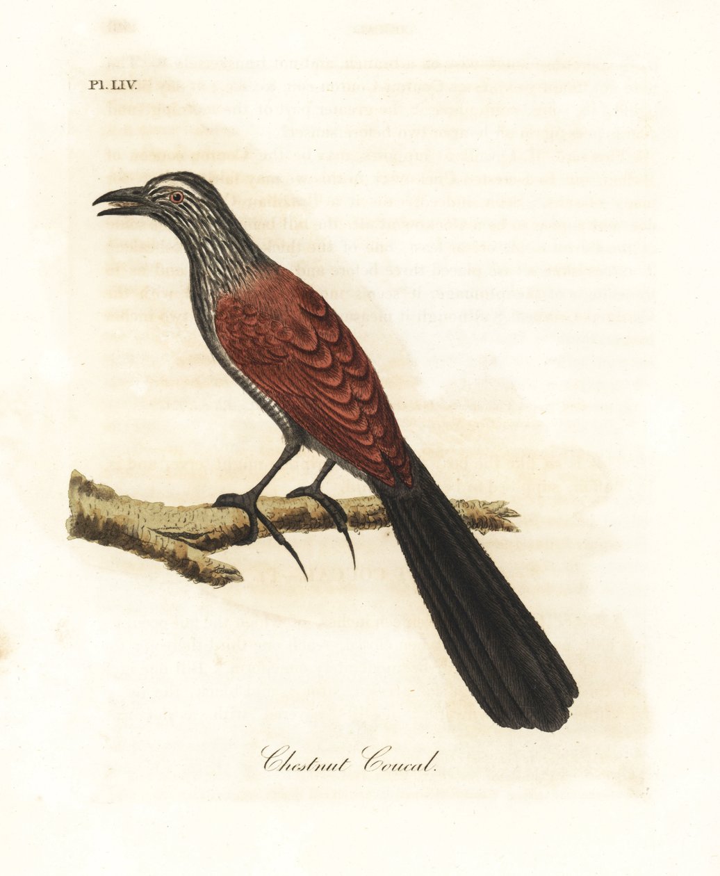 Büyük coucal veya karga sülün, Centropus sinensis (Kestane coucal). John Latham tarafından kendi A General History of Birds, Winchester