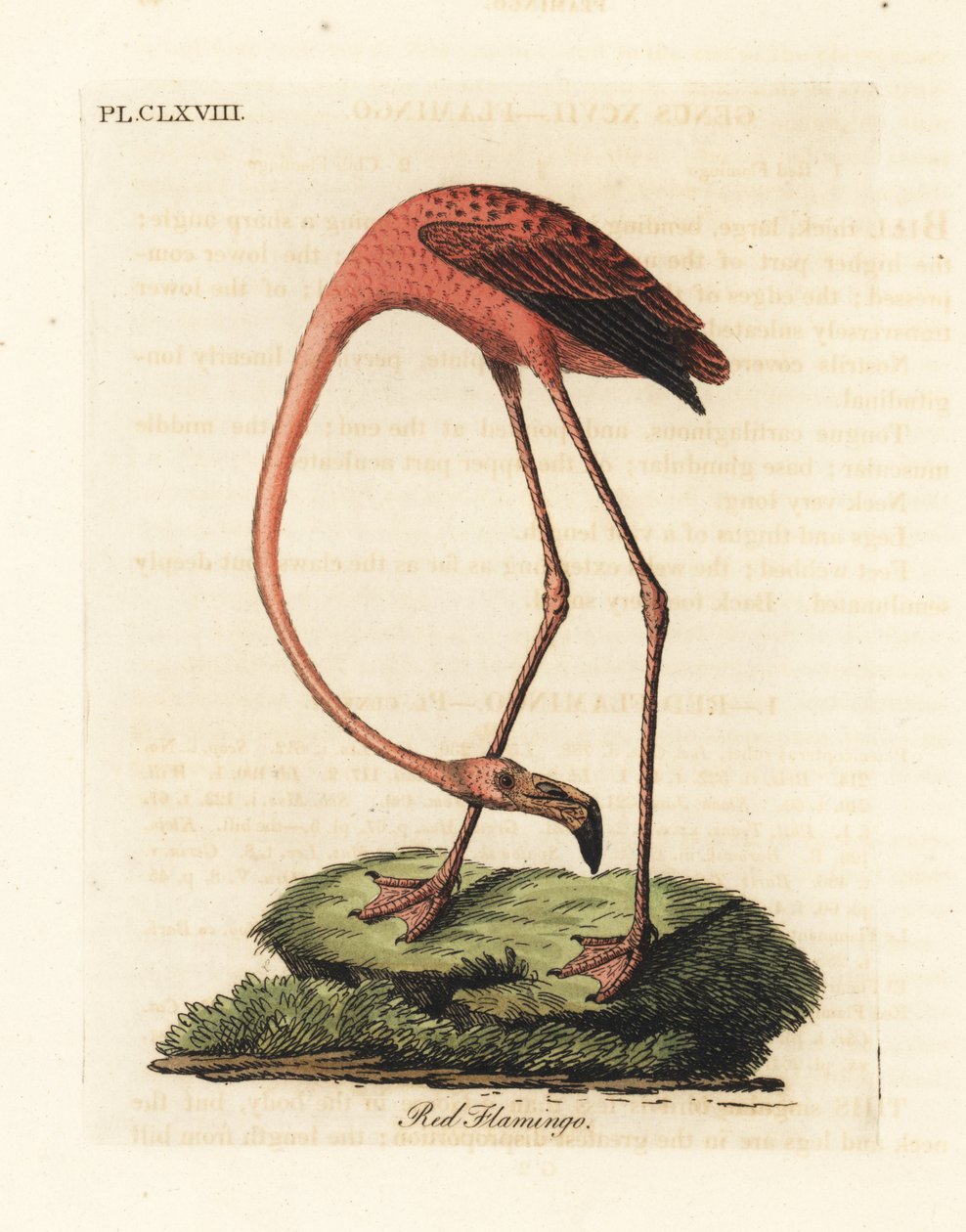 Büyük flamingo, Phoenicopterus roseus veya Amerikan flamingosu, Phoenicopterus ruber (Kırmızı flamingo, Phaenicopterus ruber). John Latham tarafından kendi A General History of Birds, Winchester