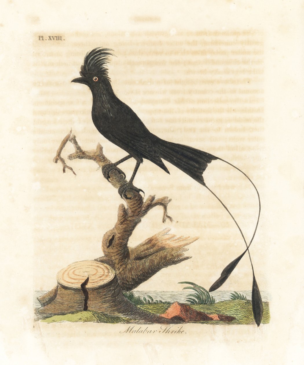 Büyük raket kuyruklu drongo, Dicrurus cennetus (Malabar örümcek kuşu, Lanius malabaricus). John Latham tarafından kendi A General History of Birds, Winchester