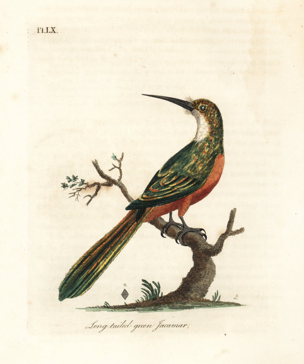 Yeşil kuyruklu jakamar, Galbula galbula (Uzun kuyruklu yeşil jakamar, Galbula viridis). John Latham tarafından kendi A General History of Birds, Winchester