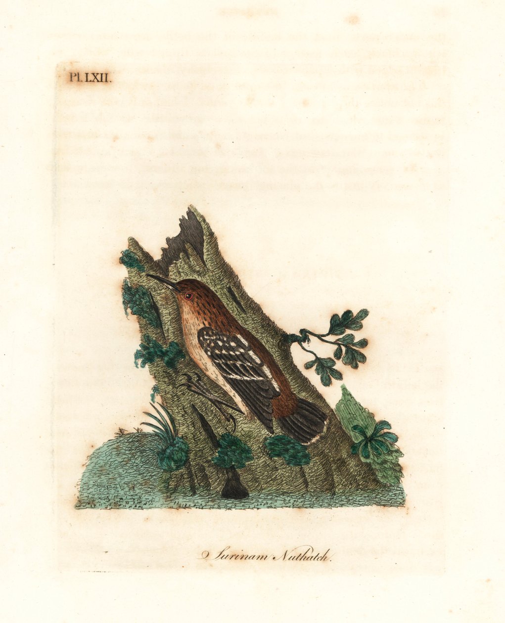 Guianan sokak antwren, Myrmotherula surinamensis. Hassas. (Surinam sıvacı kuşu, Sitta surinamensis.) John Latham tarafından kendi A General History of Birds, Winchester
