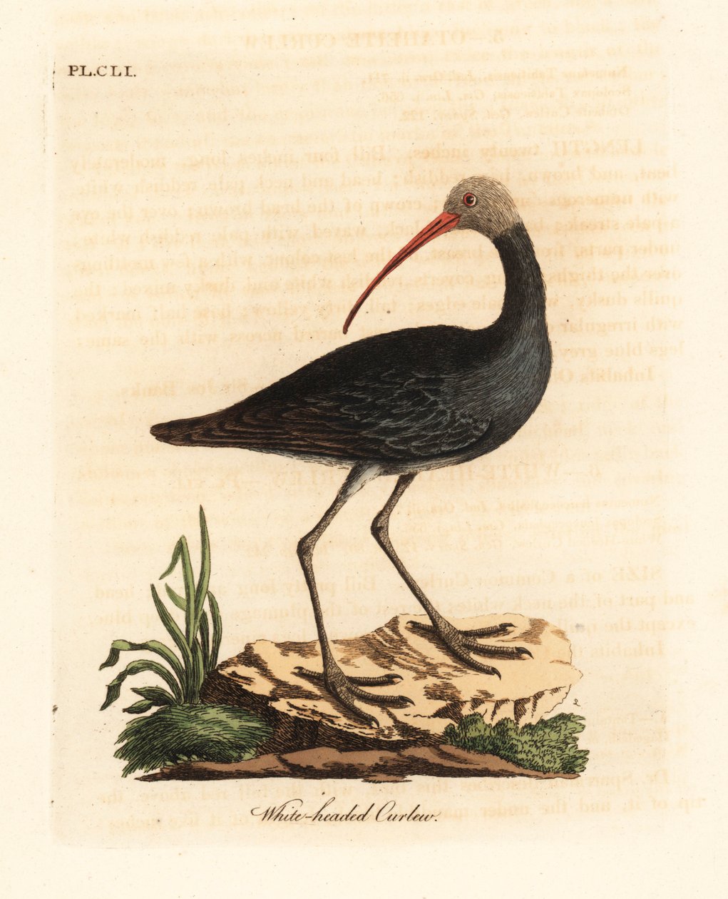 Hadada mı yoksa hadeda ibis mi, Bostrychia hagedash mı? (Beyaz başlı çulluk, Numenius leucocephalus.) John Latham tarafından kendi A General History of Birds, Winchester