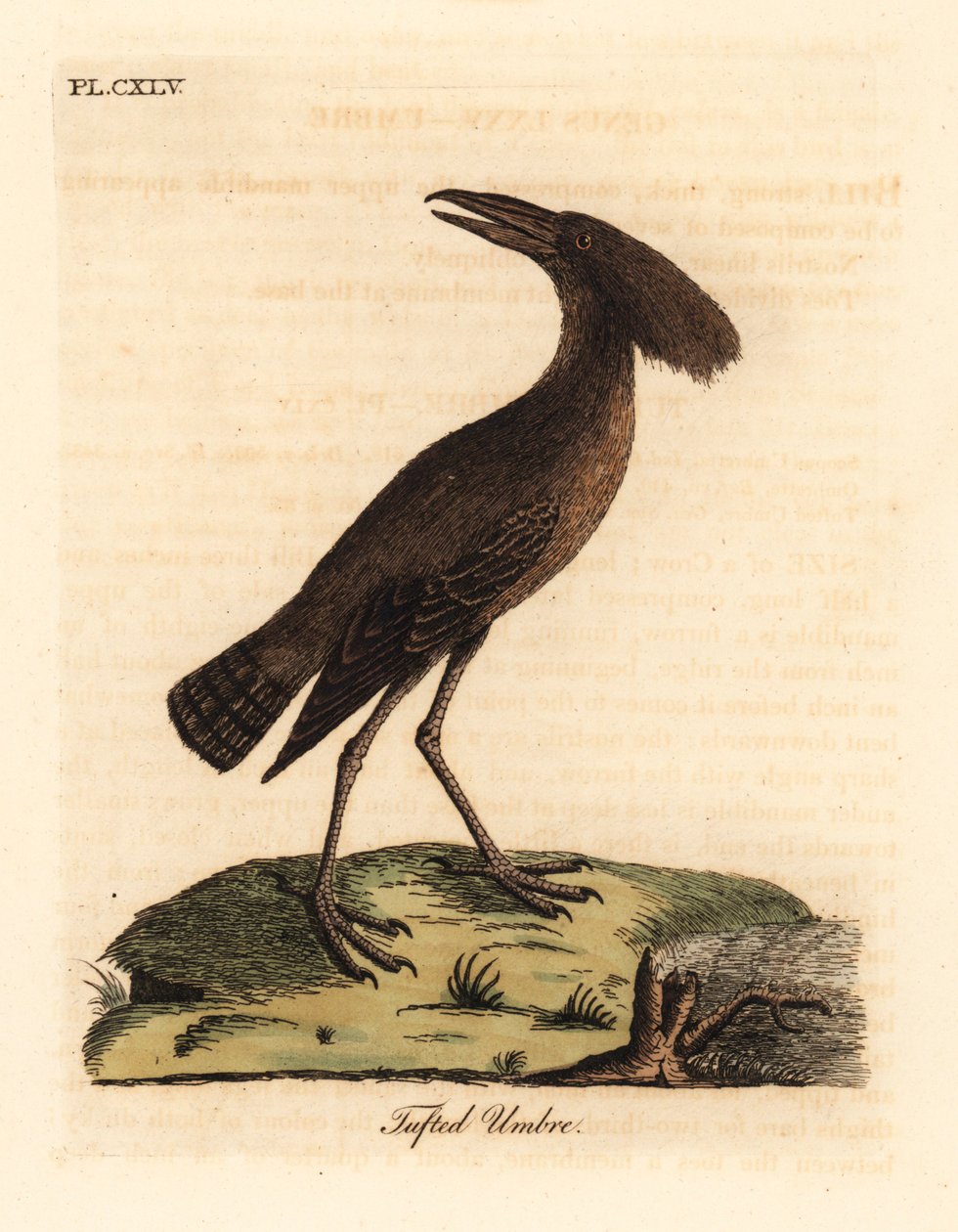 Hamerkop, Scopus umbretta (Püsküllü umbre). John Latham tarafından kendi A General History of Birds, Winchester