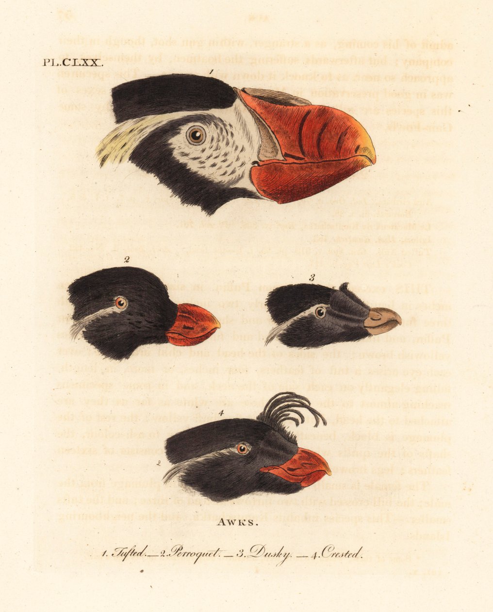 Püsküllü martı kafaları, Fratercula cirrhata 1, muhabbet kuşu auklet, Aethia psittacula 2 ve tepeli auklet, Aethia cristatella 3,4. (Püsküllü awk, Alca cirrhata 1, Parrot awk, Alca psittacula 2, Dusky awk, Alca tetracula 3 ve Tepeli awk, Alca cristatella by John Latham