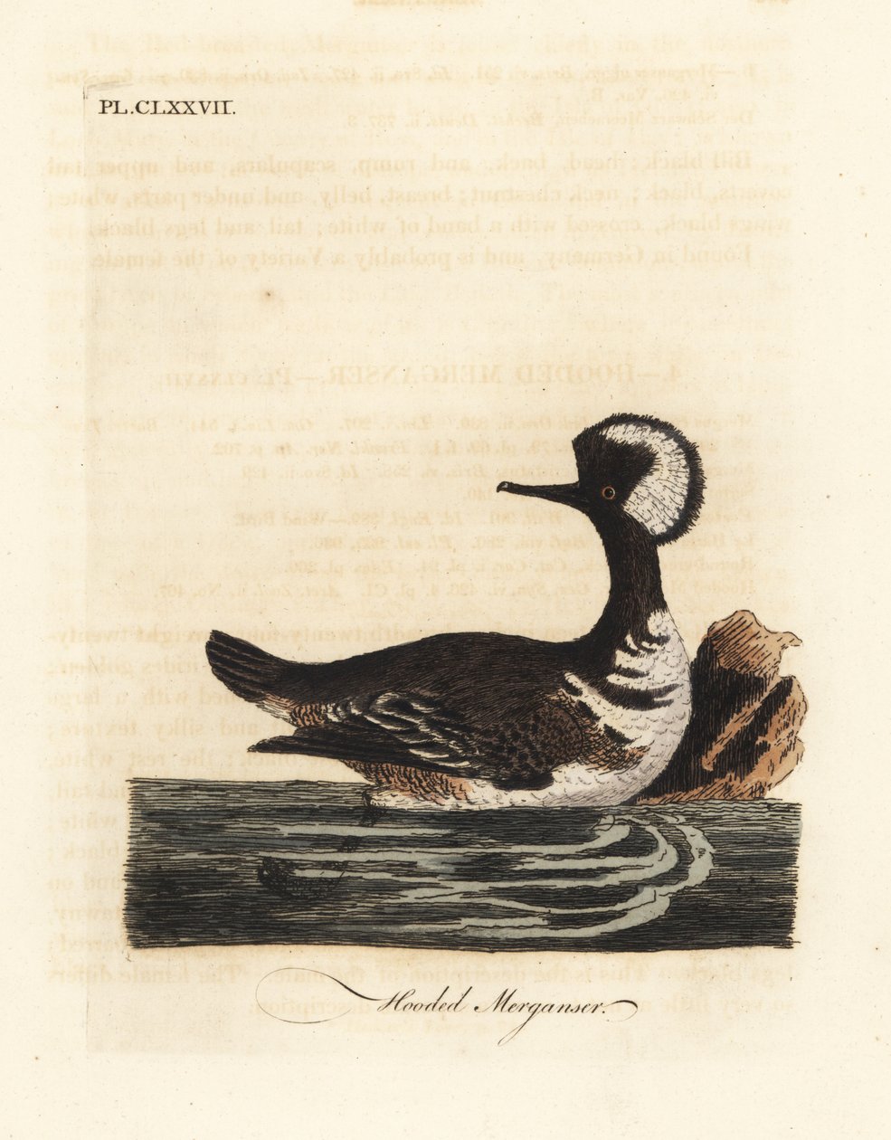 Kapşonlu merganser, Lophodytes cucullatus (Mergus cucullatus). John Latham tarafından kendi A General History of Birds, Winchester