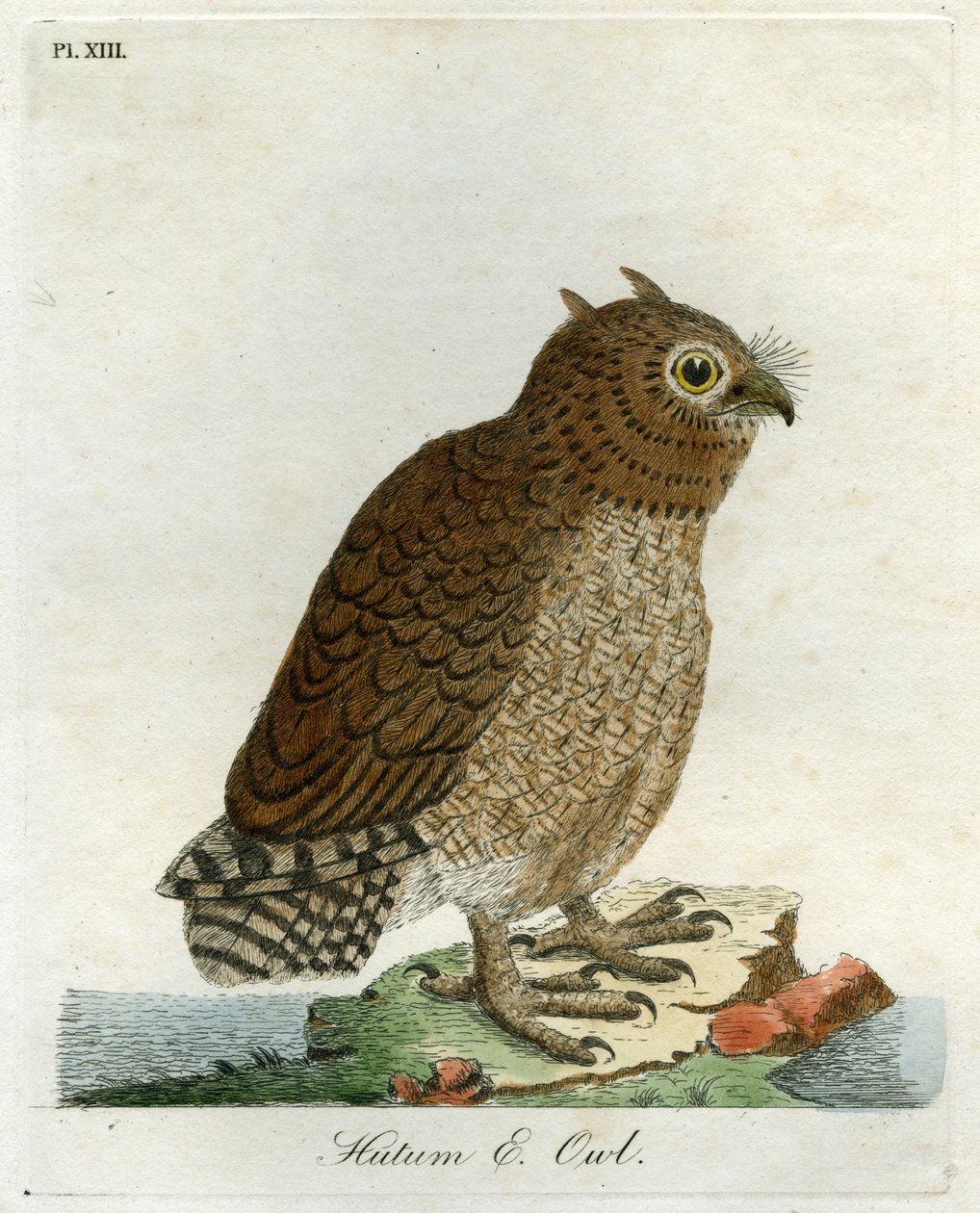 Hutum Baykuşu, 1821 (el boyaması gravür) by John Latham