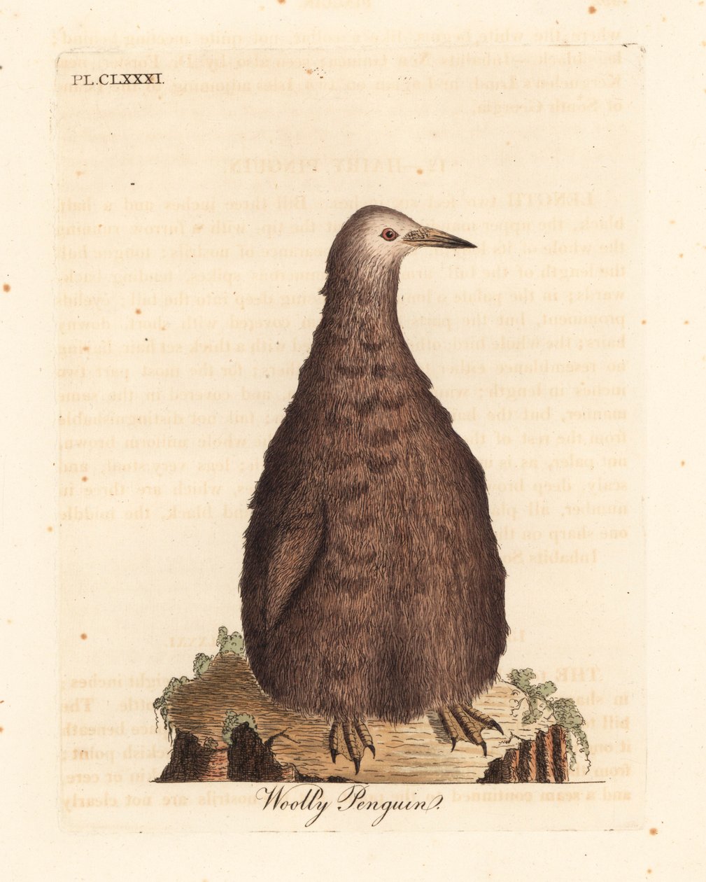 Kral penguen, Aptenodytes patagonicus, genç (Yünlü penguen). John Latham tarafından kendi A General History of Birds, Winchester